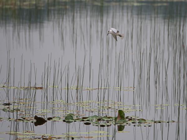 <h3><a href="/trips/srilanka/biota/animalia/chordata/aves/024 charadriiformes/017 laridae/gelochelidon nilotica/gelochelidon nilotica-en.html">Gelochelidon&nbsp;nilotica</a> / Gull‑billed&nbsp;tern / Lachstern</h3>NIKON D500 with AF-S Nikkor 80-400mm f/4.5-5.6G ED VR, 1/800 sec at F5.6, ISO 800, distance 35.4&nbsp;m